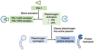 Premature delivery impacts the concentration of plasminogen activators and a plasminogen activator inhibitor and the plasmin activity in human milk